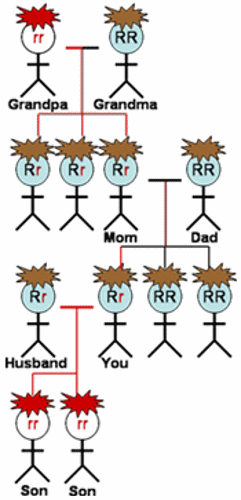 Red hair inheritance in a family