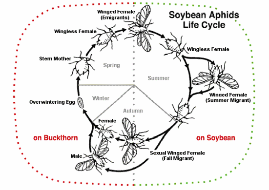 The life cycle of a soybean aphid