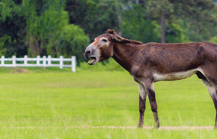 Mule on a field.