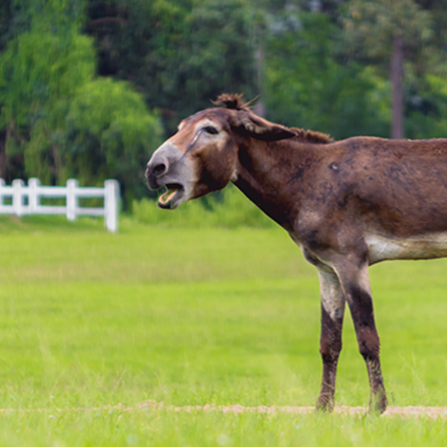 Can a mule breed?