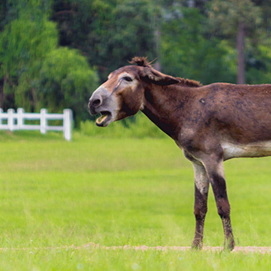 Mule on a field.