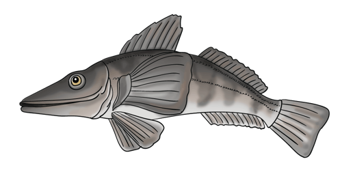 Crocodile Icefish