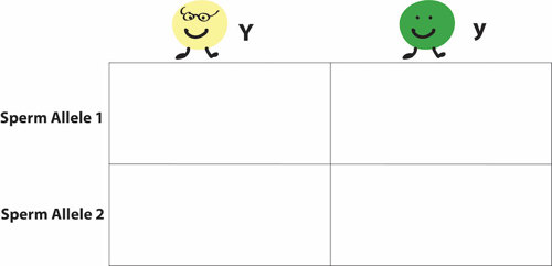 Empty punnett square.