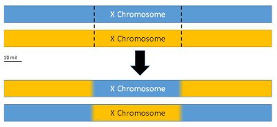 X chromosome recombination.