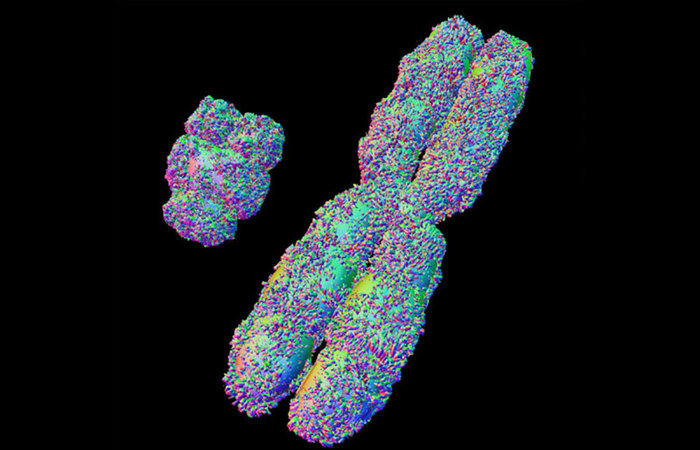 X and Y chromosomes.