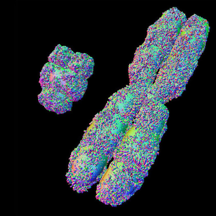 X and Y chromosomes.