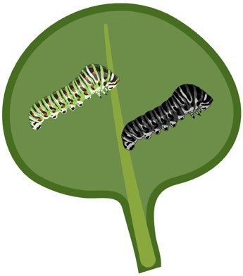 A green, rounded leaf with two caterpillars. One is green with black stripes while the other is black with few white stripes.