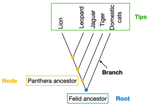 Phylogenetic tree.