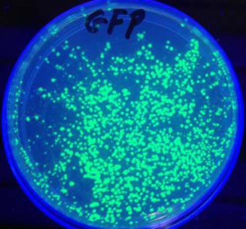 Plate of GFP bacteria