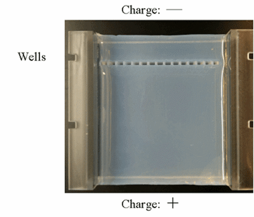 Gel for electrophoresis