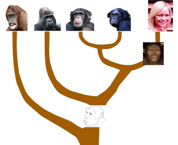 Human and ape evolution.