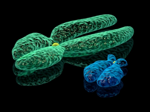 X and Y chromosomes.