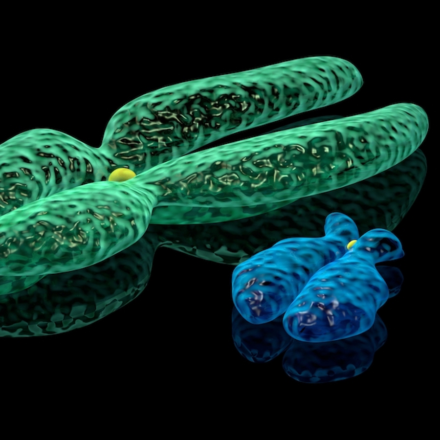 X and Y chromosomes illustration.