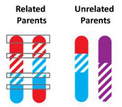 Related and unrelated chromosomes.