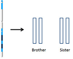 Sibling chromosomes.