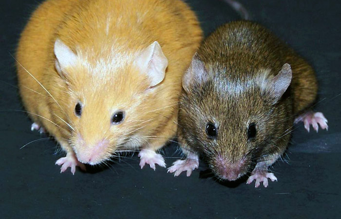 Yellow and brown mice.