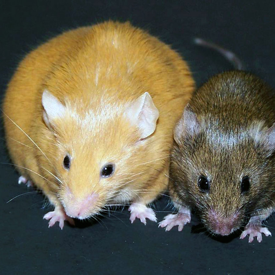 Yellow and brown mice.