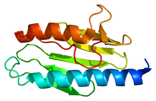 FXN protein.