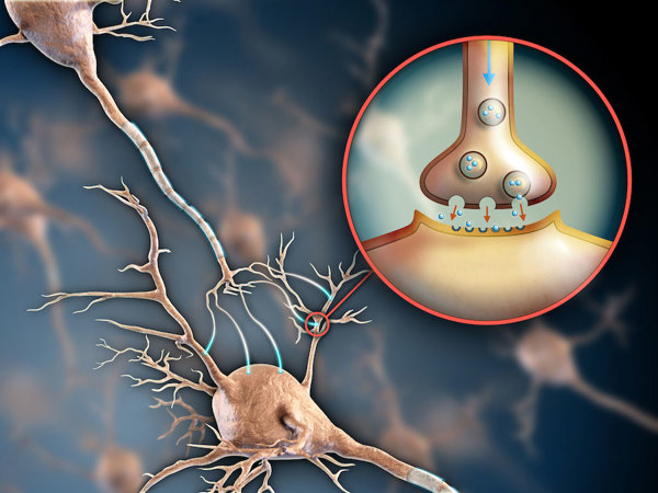 Neurotransmitters.