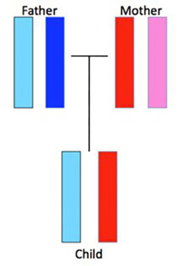 Chromosome inheritance.