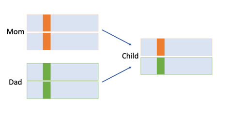 Chromosome inheritance.