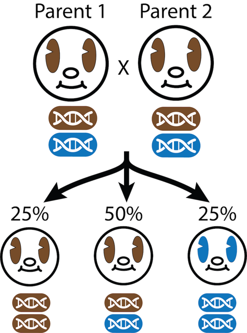 How can a person with African ancestry have blue eyes? - The Tech  Interactive