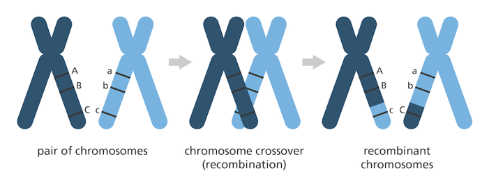 Chromosome recombination.