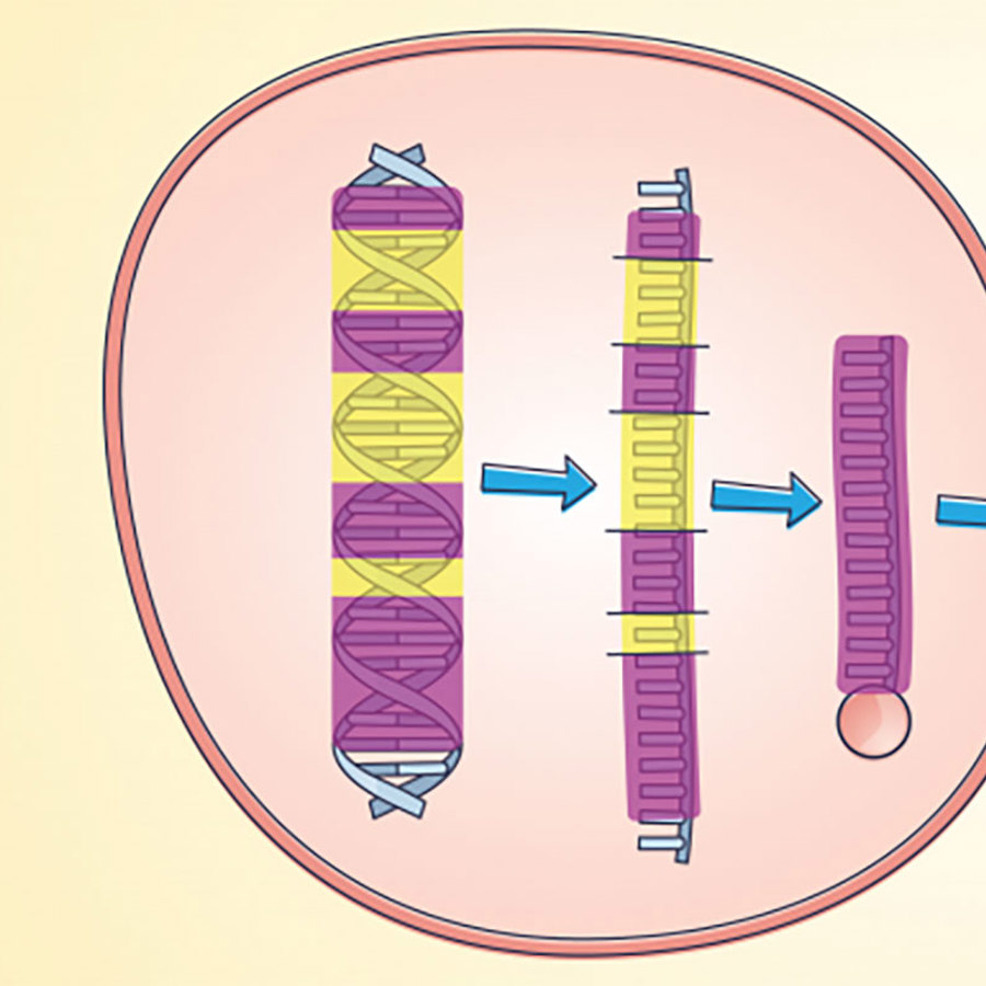 Intron splicing.