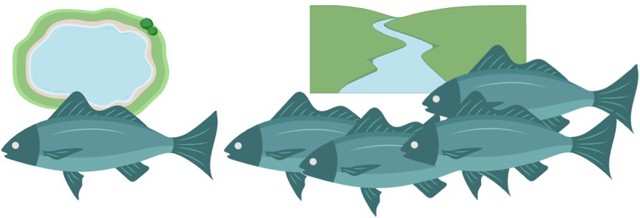 A schematic shows a fish living in an isolated lake on the left, while on the right, fish in a river can freely interact with each other.