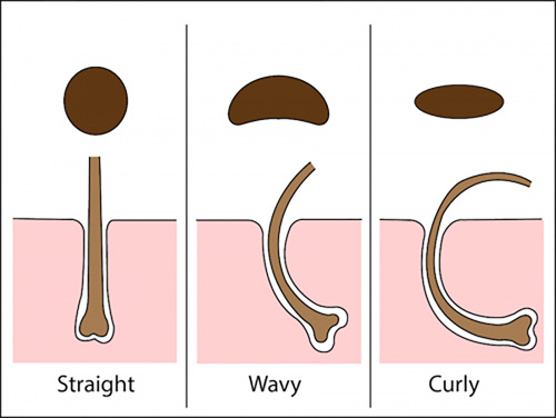 Why does hair sometimes become curlier or straighter as people get older? -  The Tech Interactive