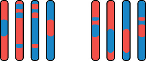 possible recombination results