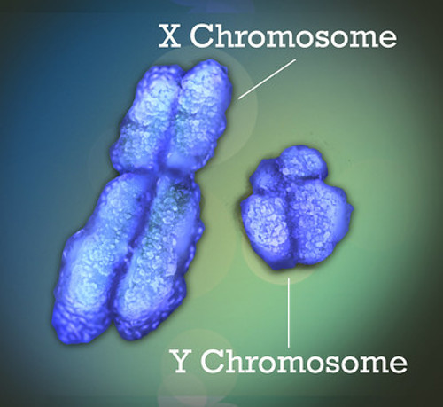 X and Y chromosomes.