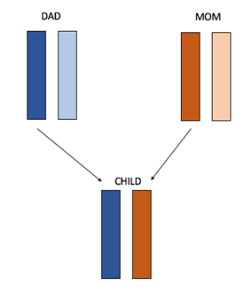 Chromosome inheritance.