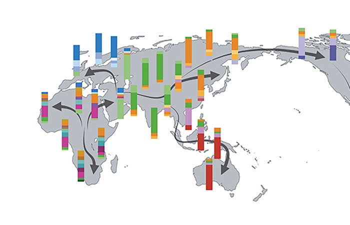 Map with arrows showing human migration path, beginning in Africa and spreading across Eurasia and then into Oceania and the Americas. Multi-colored bars are overlaid on top, showing the genetic variety present in different populations.