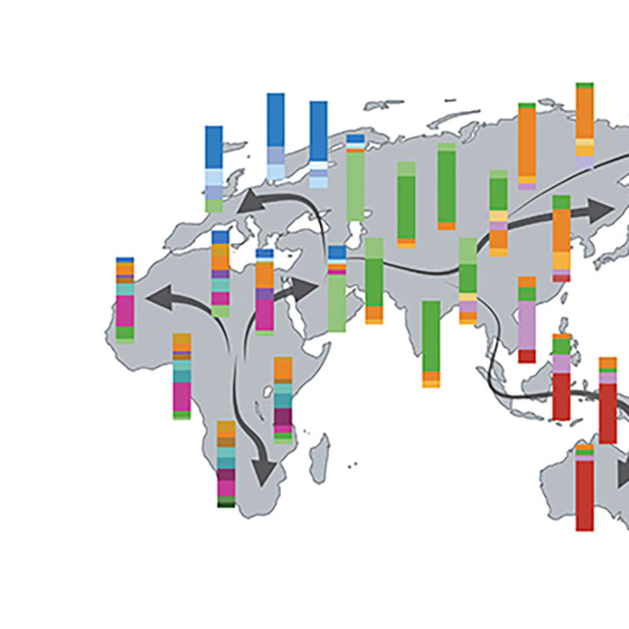 Map with arrows showing human migration path, beginning in Africa and spreading across Eurasia and then into Oceania and the Americas. Multi-colored bars are overlaid on top, showing the genetic variety present in different populations.