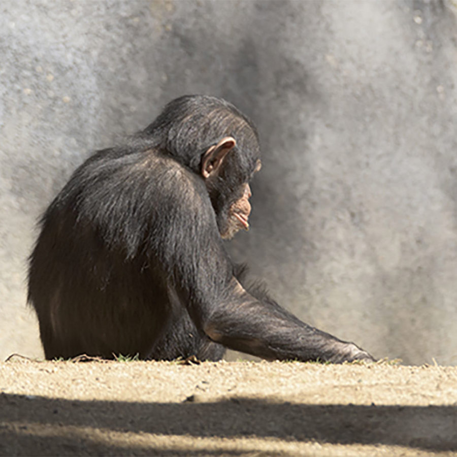 A young, alone chimpanzee looking at a red potato.