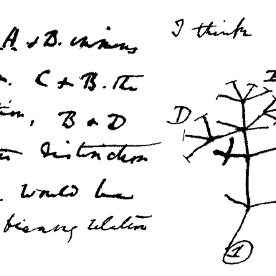 Sketch of phylogenetic tree.