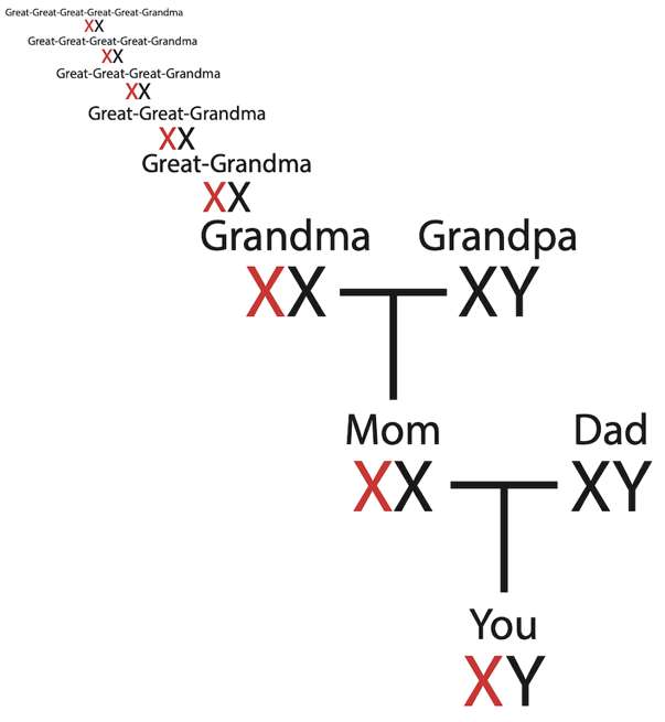 Color vision vs colorblind family tree.