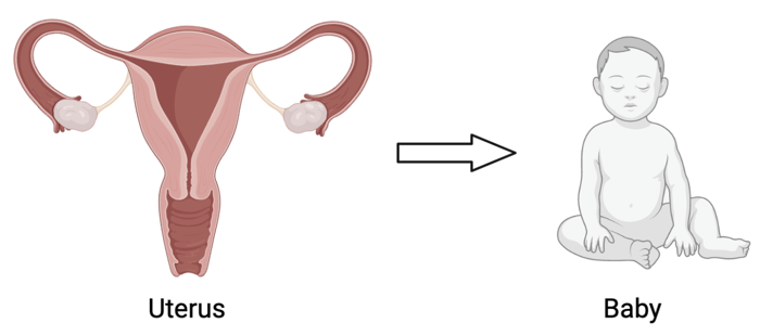 Uterus and baby.