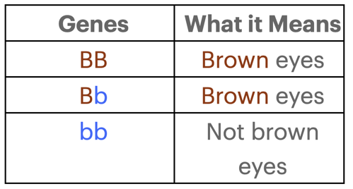 Two gene model possibilities (brown and blue eyes).