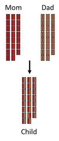 Chromosome inheritance.