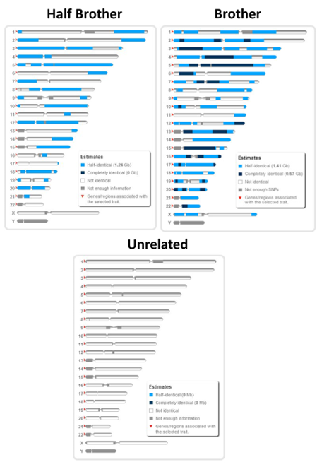 23andMe results for siblings.