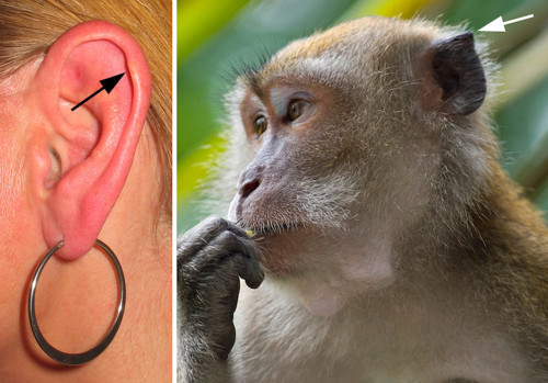 Human and monkey ear