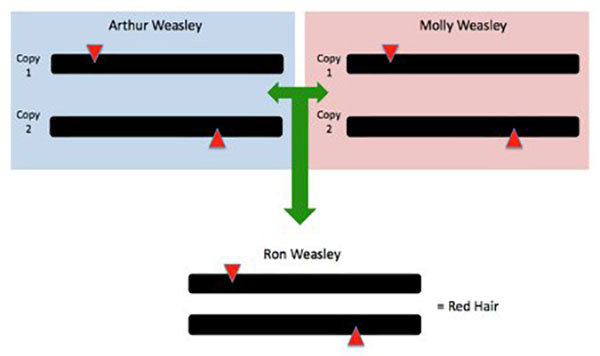 Chromosome inheritance.