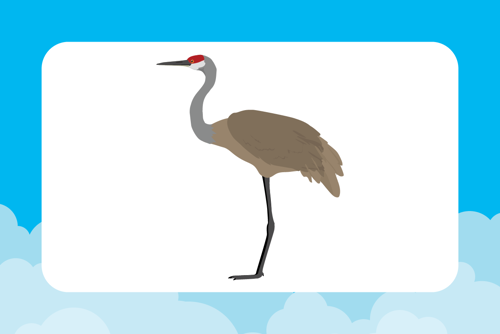 Sandhill Crane