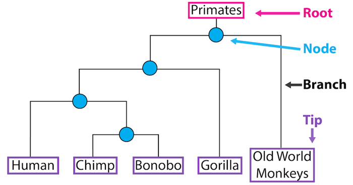 Phylogenetic tree of primate ancestry.
