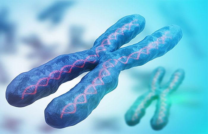 3D chromosome rendering.