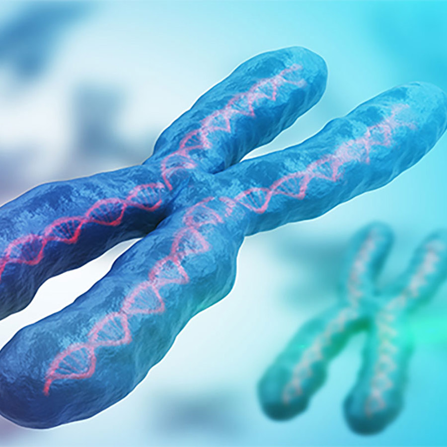 3D chromosome rendering.