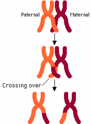 Recombining chromosomes.