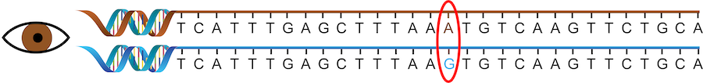 One “G” and one “A” sequence of OCA2 in a person with brown eyes.